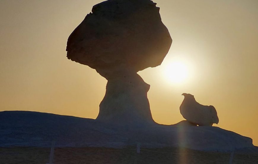 Tour of the White Desert and Bahariya Oasis