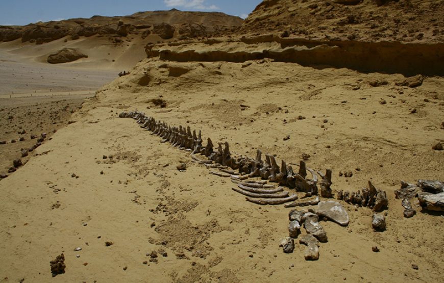 Day Tour to El Fayoum from Cairo